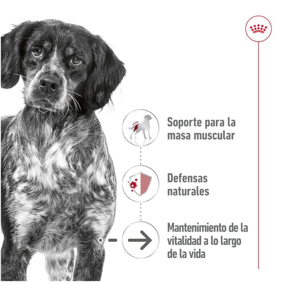 Royal Canin Medium 7+ Ageing lata para cães, , large image number null